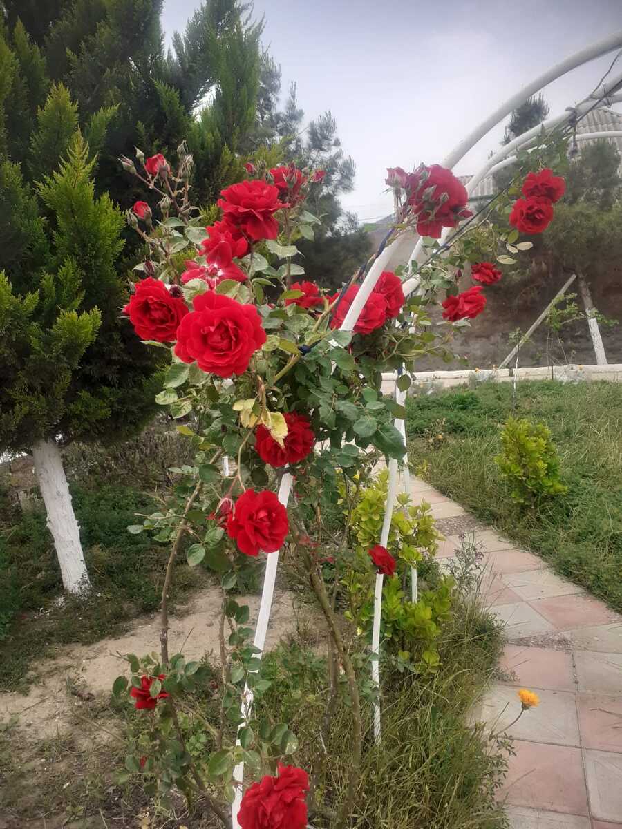 Satılır torpaq 5 sot — Torpaq, Bakı (7)