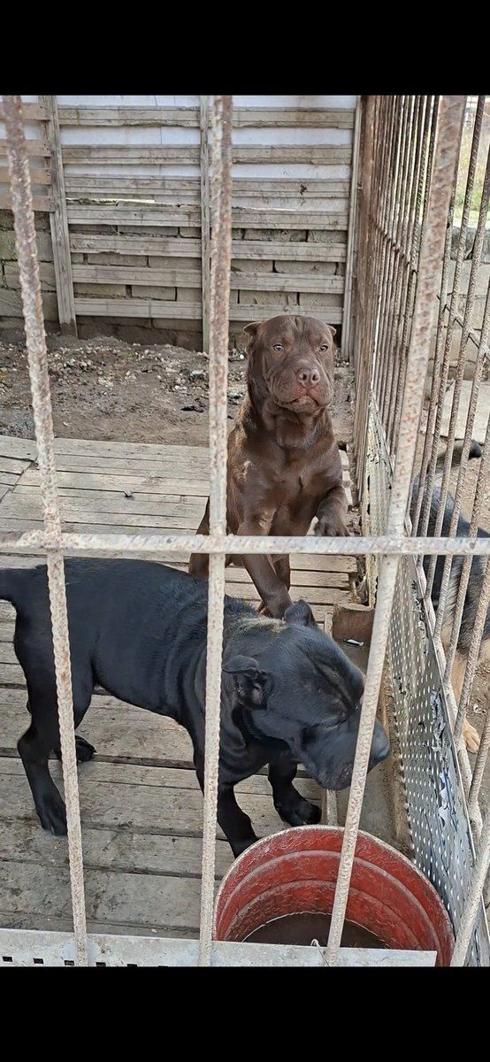 Pitbul — Köpəklər, Bakı (11)