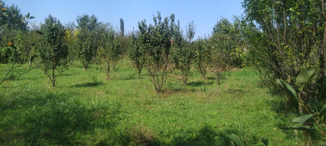 8 sot torpaq sahəsi, 2-ci Nügədi kəndi — Torpaq, Quba (4)