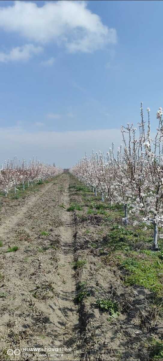 1.65 sot torpaq sahəsi, Xaçmaz r — Torpaq, Xaçmaz (3)
