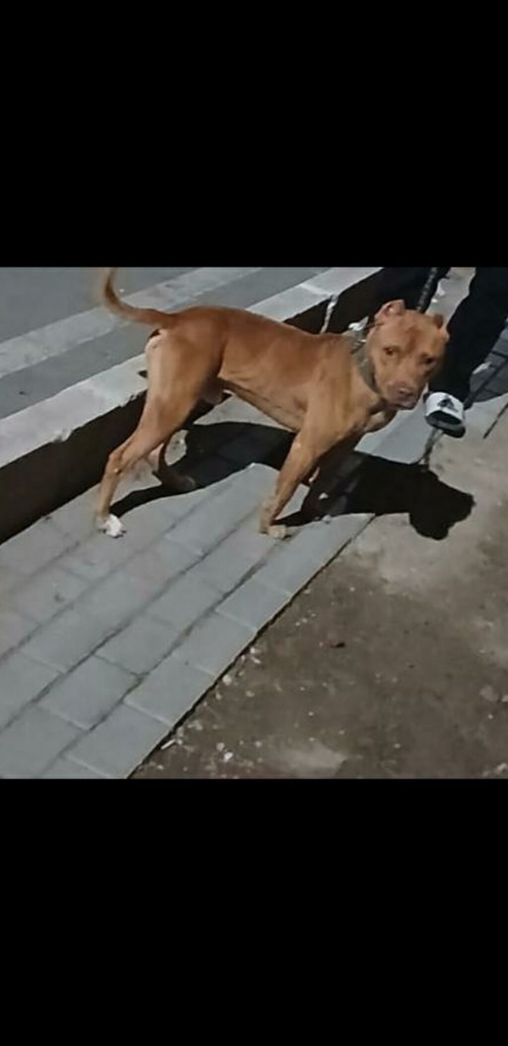 Pitbul, 1 il, Erkək — Köpəklər, Gəncə (2)