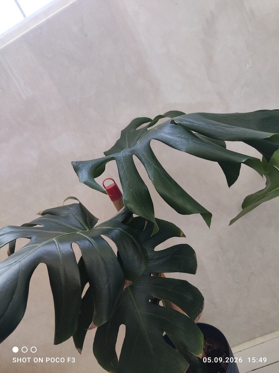 Monstera bitkisi — Bitkilər, Bakı (2)