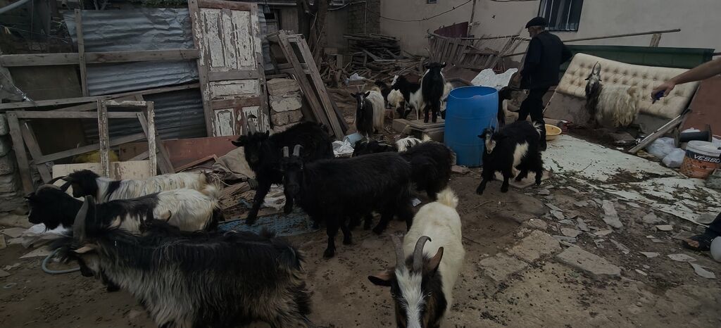 Dişi, il: 2, Damazlıq, Ünvandan götürmə — Kənd təsərrüfatı heyvanları, Bakı (3)