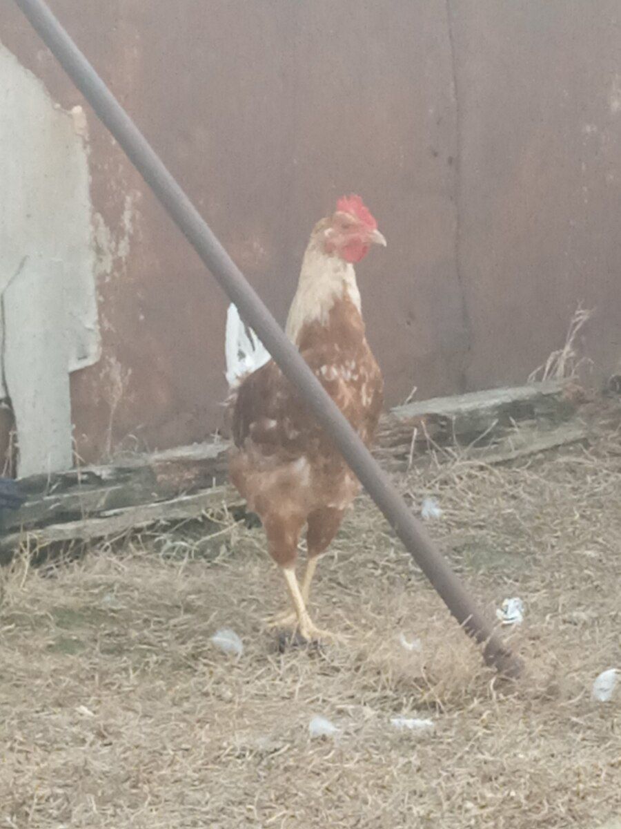Xoruzlar — Quşlar, Bakı