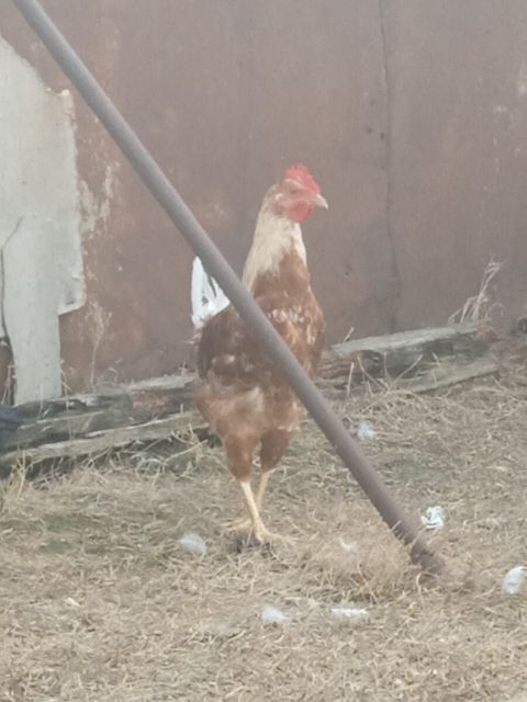 Xoruzlar — Bakı