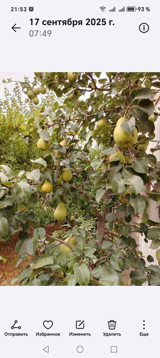 Satılır 4 otaqlı həyət evi/bağ evi 150 m² — Ev, villa, Bakı (4)