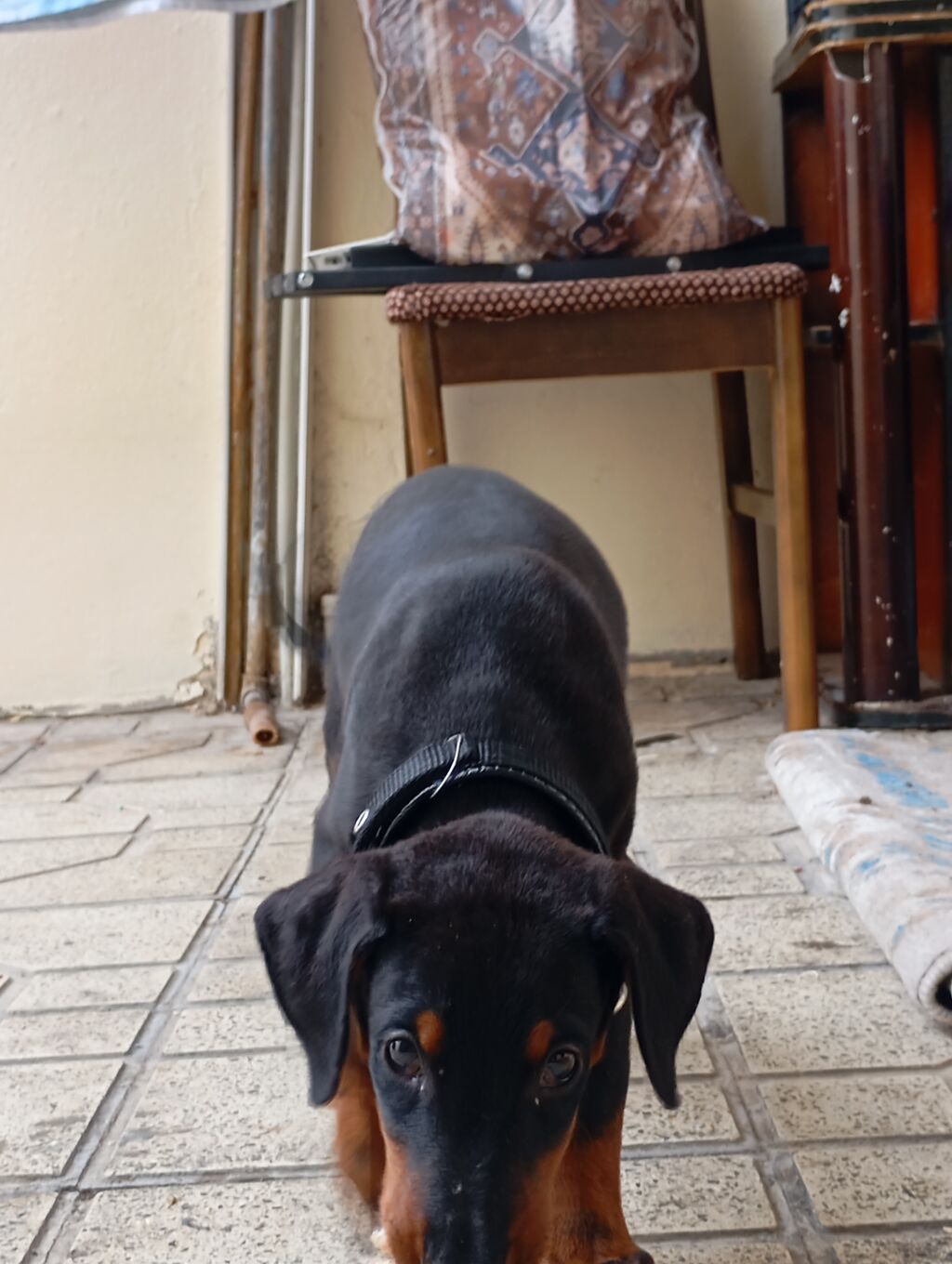 Doberman, 2 ay, Dişi, Ünvandan götürmə — Köpəklər, Bakı (3)
