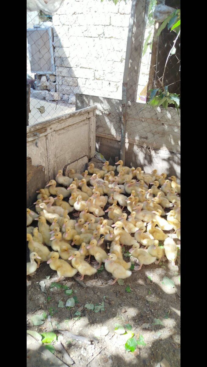 Ördək balaları — Quşlar, Bakı (3)