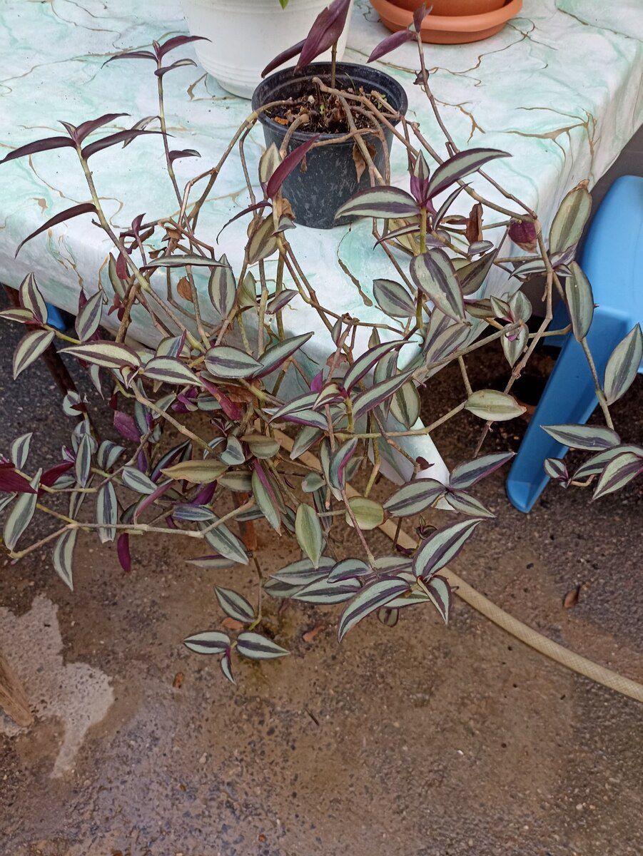 Aloe gülü — Bitkilər, Bakı (8)
