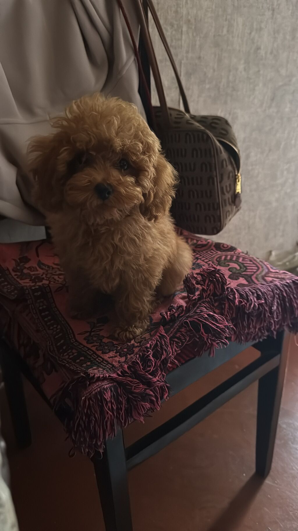 Pudel, 3 ay, Erkək, Peyvəndli, Ünvandan götürmə, Pulsuz çatdırılma — Köpəklər, Bakı (2)