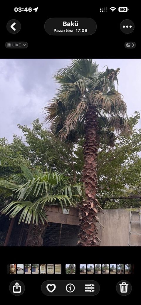 Palma ağacı — Bakı