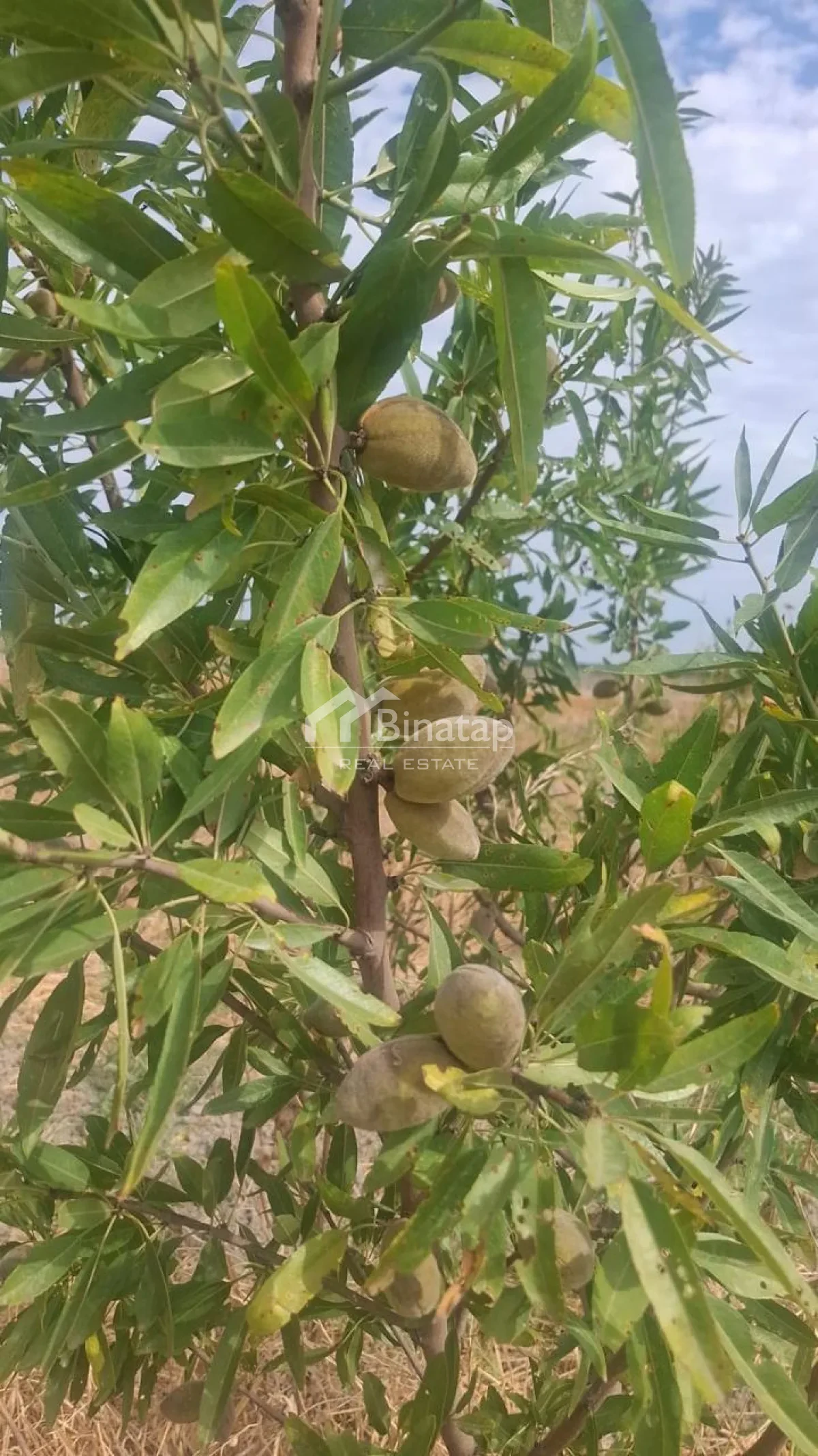 Satılır torpaq 412 sot, Şabran rayonu — Torpaq, Bakı (3)