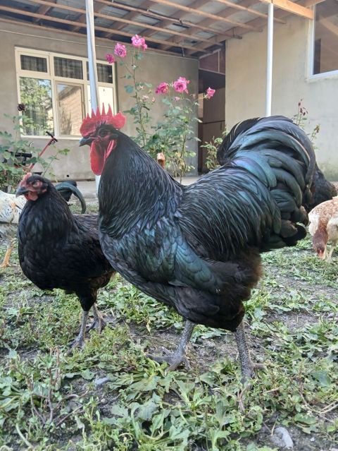 Toyuq, Australorp, Damazlıq — Qax