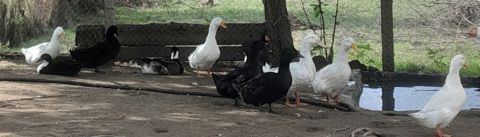 Məhsul: Ördəklər (ağ və qara rənglərdə) Təsvir: Yerli ördəklər 8 ədəd — Lənkəran