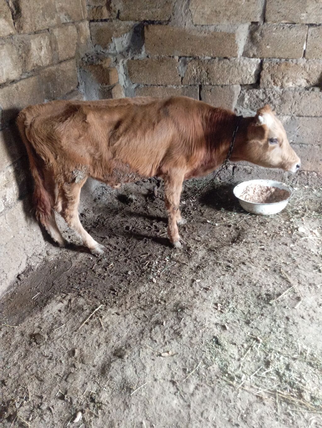 Əkəy dana damazlıq 5 aylıq di — Kənd təsərrüfatı heyvanları, Xırdalan (2)