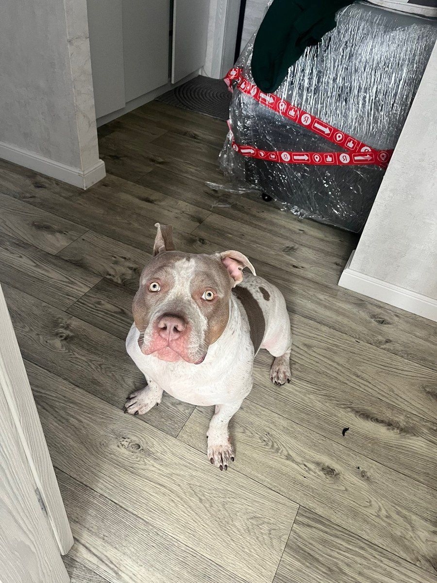 American Bully (standard) — Köpəklər, Bakı (4)