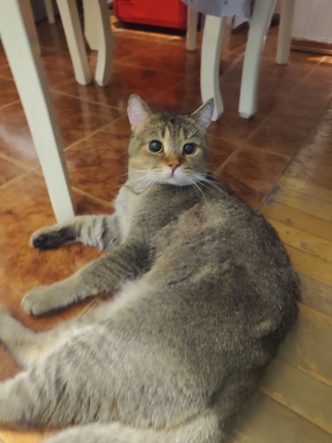 Pişik tapılıb — Bakı