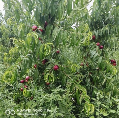 1.65 sot torpaq sahəsi, Xaçmaz r — Xaçmaz