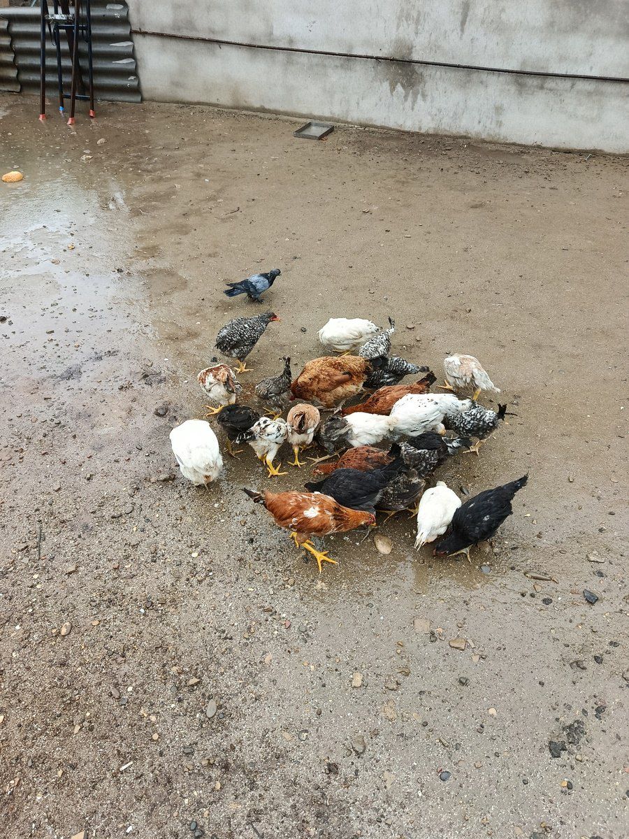 Fərələr — Quşlar, Bakı (4)