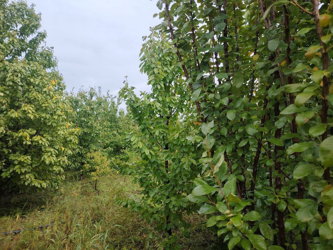 14 sot torpaq sahəsi, Xaçmaz r — Torpaq, Xaçmaz (5)