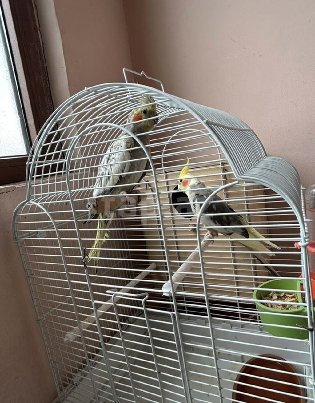 Nimfa (Cockatiel) cütü – qəfəs və yuvalıqla birlikdə - Növ: Nimfa — Tutyun papağayı, Bakı (3)