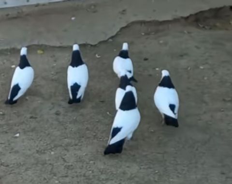 Salam heyvanlar 6 edəddi cütün qiyməti 30manatdir pul lazmdi deyə — Bakı