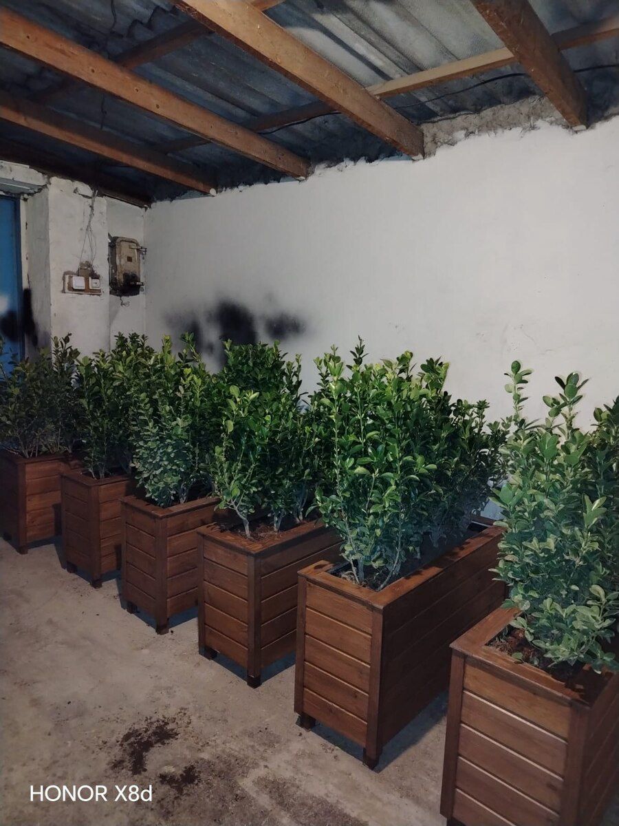 Dibçəklər — Bitkilər, Bakı (10)