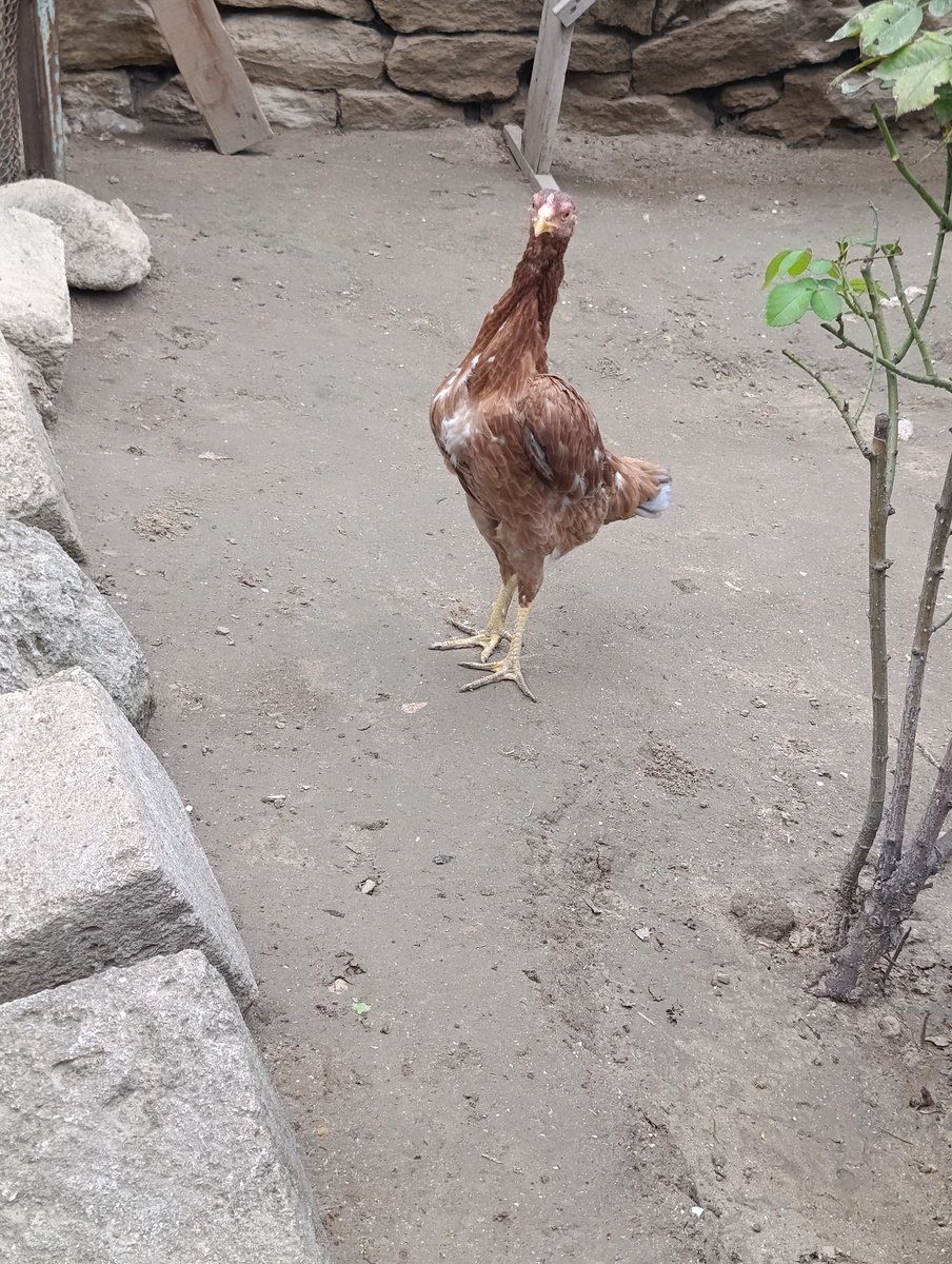 Heyratı ev quşları — Quşlar, Bakı (4)