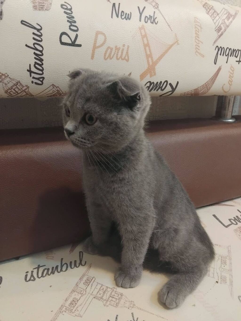 Şotland, Erkək, Yaxşı əllərə — Pişiklər, Masazır (2)