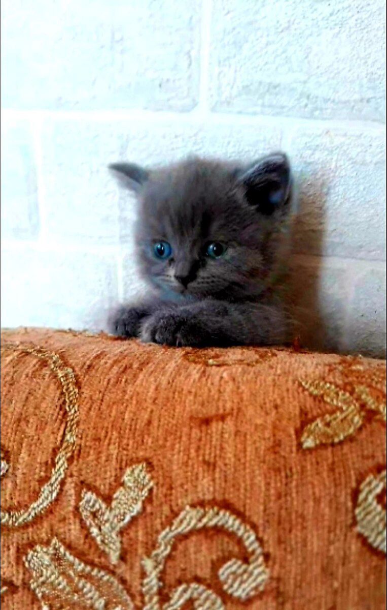 Шотландский котёнок — Pişiklər, Bakı (2)