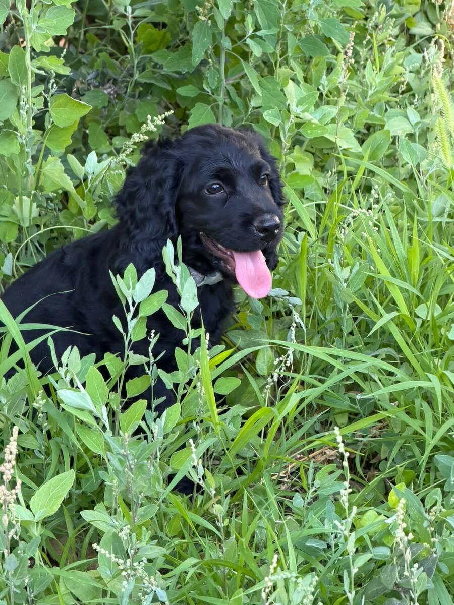 Koker Spaniel — Köpəklər, Bakı