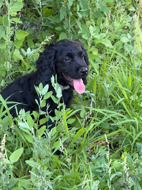 Koker Spaniel — 100 ₼ · Bakı · Köpəklər Koker Spaniel — Bakı