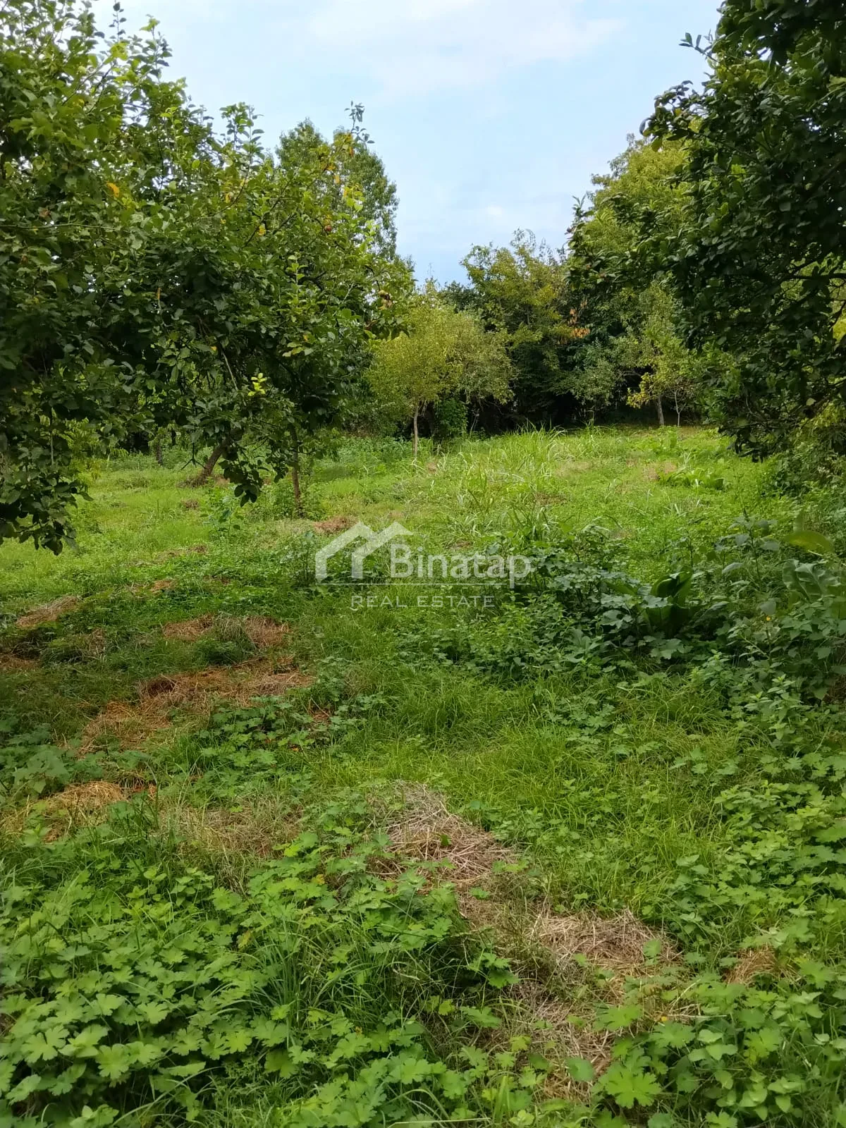 Satılır torpaq 20 sot, Qəbələ rayonu — Bakı