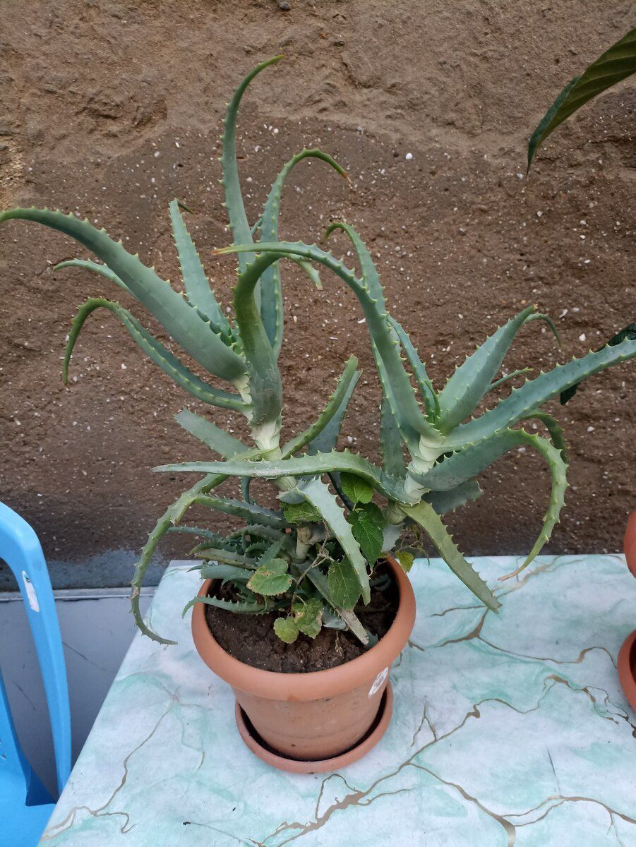 Aloe gülü — Bitkilər, Bakı (2)