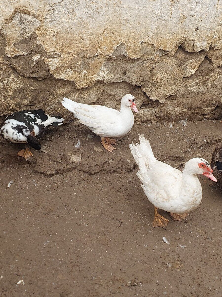 Lal ördəklər — Quşlar, Şirvan