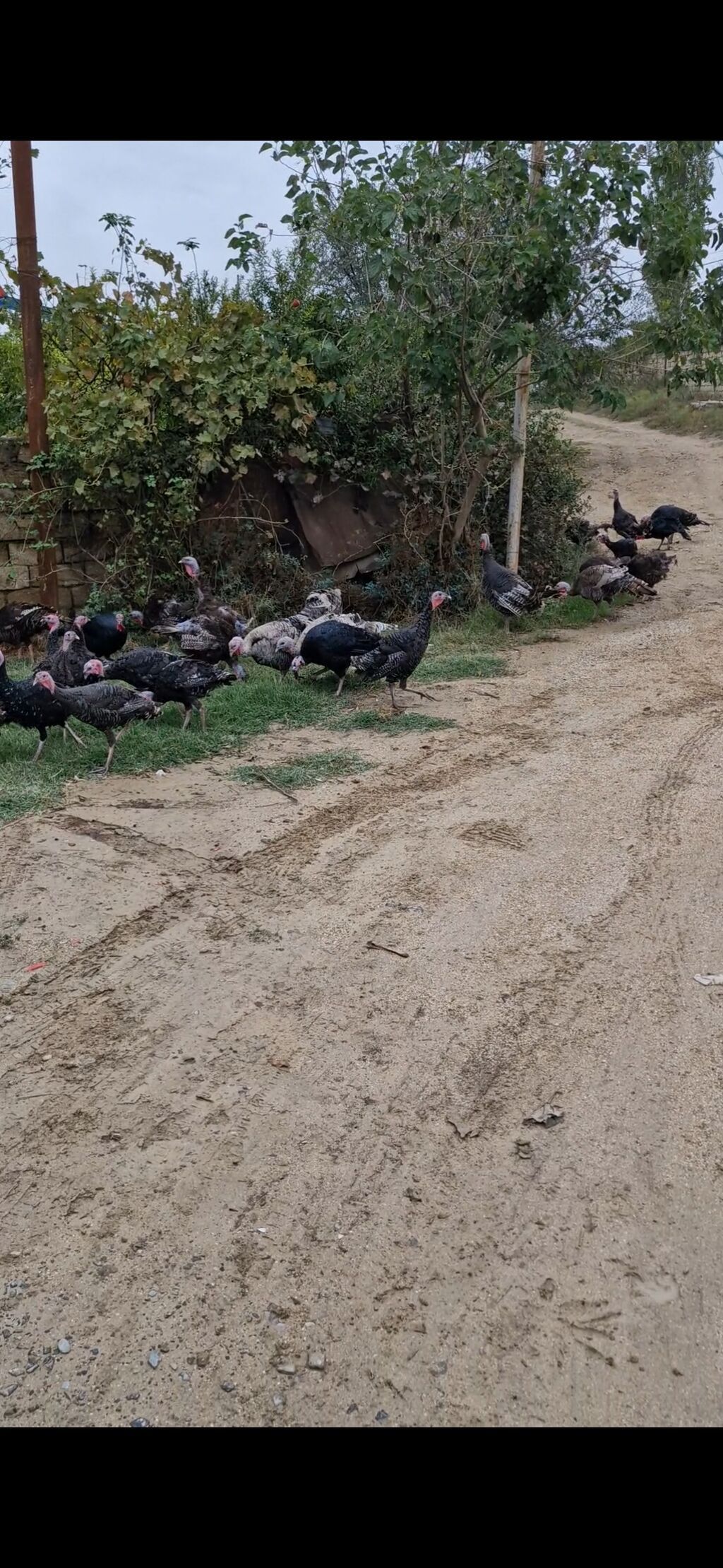 Salam 3 aylıq bütün iynə dərmanları olunub 50 günlükdə var 15 az ana — Digərləri, Digah (6)