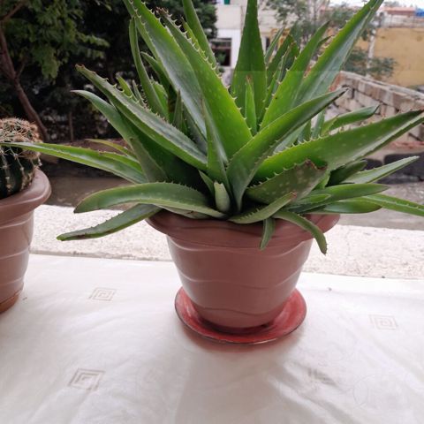 Aloe vera (succulent) – saksıda - Bitki: Aloe vera (qalın, ətli — 30 ₼ · Xırdalan · Qapı bitkələri Aloe vera (succulent) – saksıda - Bitki: Aloe vera (qalın, ətli — Xırdalan