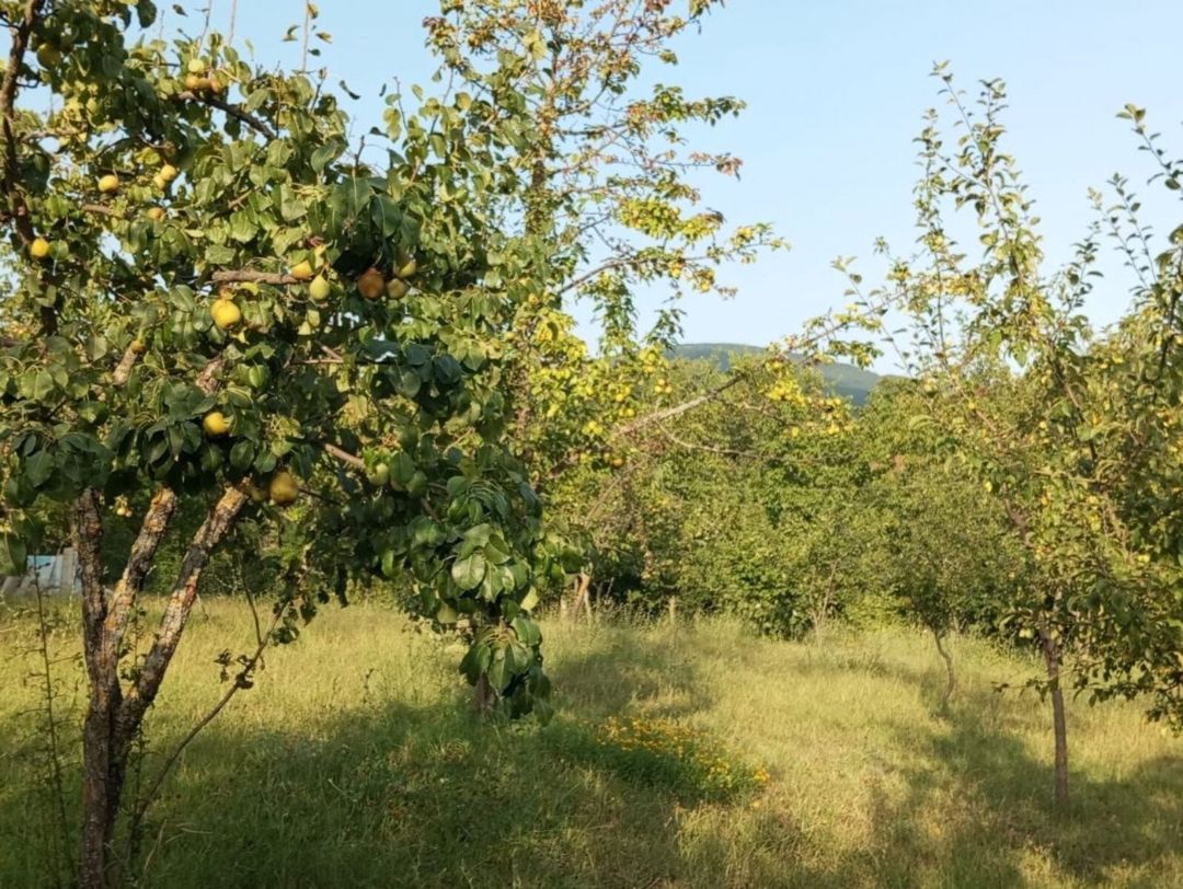 22 sot torpaq sahəsi, İsmayıllı r — Torpaq, İsmayıllı (6)