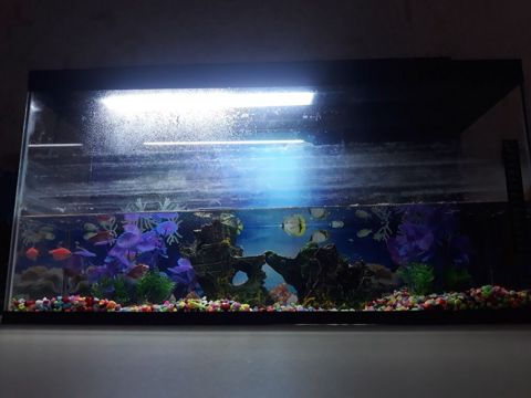 Əlaqə üçün dm və ya 0557583200- +5 balıq +Termometr +Güclü led işıq — 40 ₼ · Bakı · Akvariumlar və balıqlar Əlaqə üçün dm və ya 0557583200- +5 balıq +Termometr +Güclü led işıq — Bakı