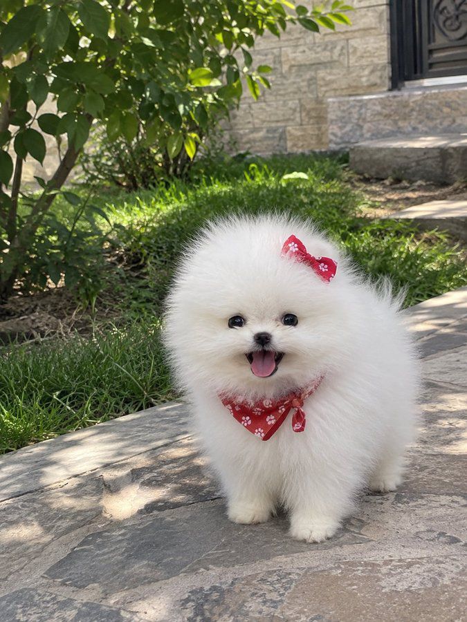 Pomerian Spitz, 2 ay, Dişi, peyvəndli — Pudel, Bakı