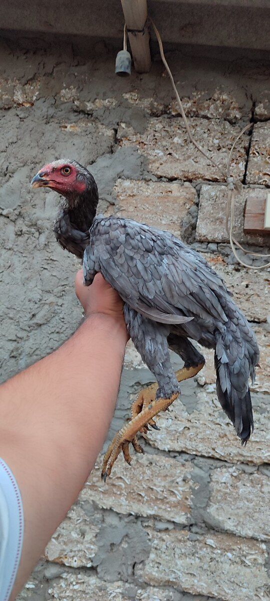 Heyratı xoruzu — Quşlar, Bakı (12)