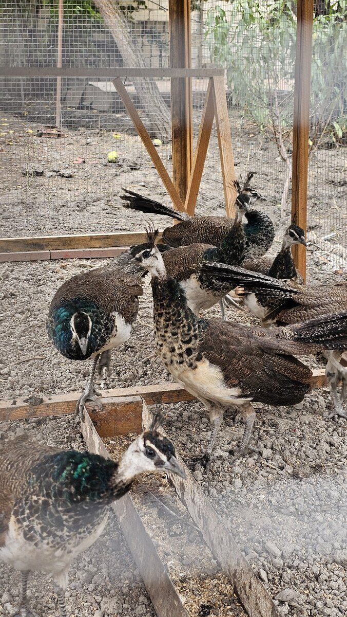 Tovuz quşu — Quşlar, Salyan