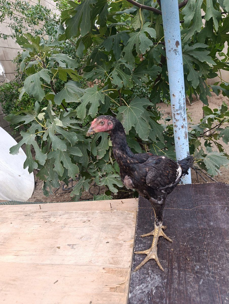 Heyratı ev quşları — Quşlar, Bakı (9)