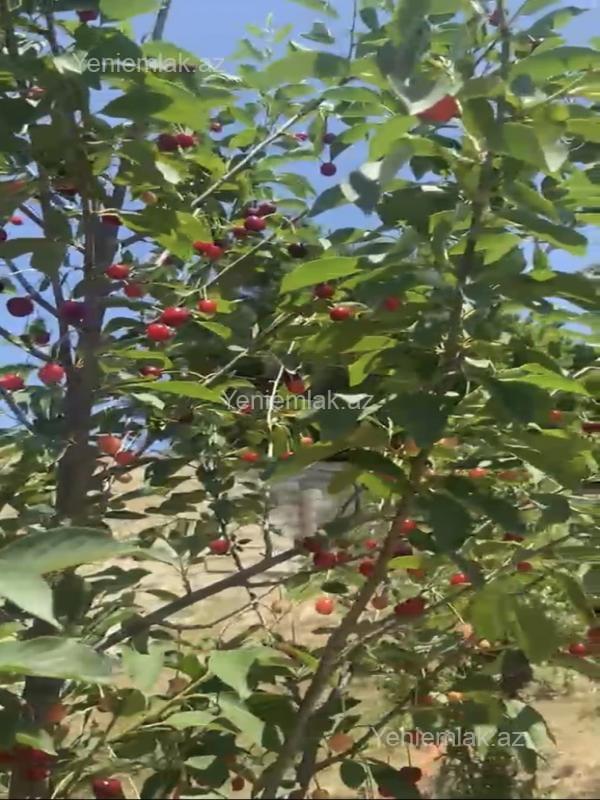 Satılır 4 otaqlı Həyət evi / Villa, 240 m², Saray — Ev, villa, Abşeron (6)