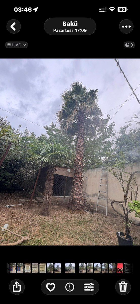 Palma ağacı — Bitkilər, Bakı (3)