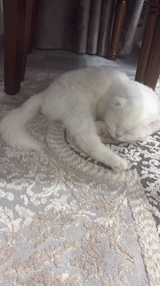 Şotland pişiyi — Pişiklər, Bakı