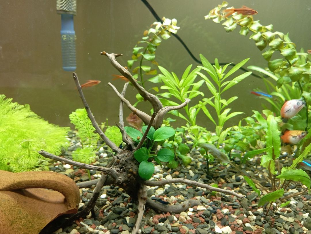 Bitkili akvarium — Akvariumlar və balıqlar, Bakı