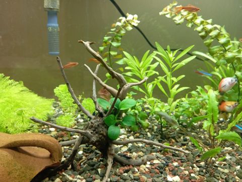 Bitkili akvarium — Bakı