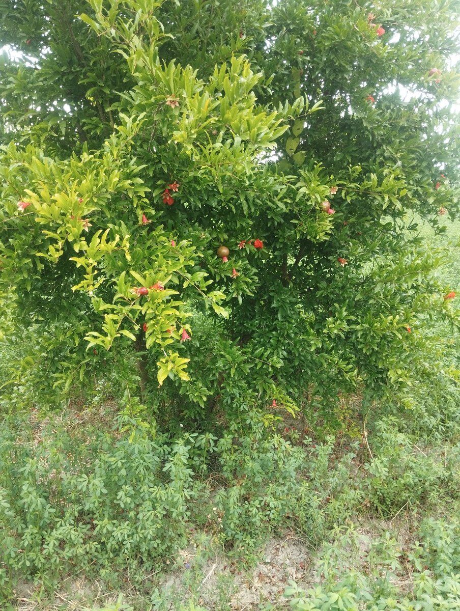 1.57 sot torpaq sahəsi, Xaçmaz r — Torpaq, Xaçmaz (6)