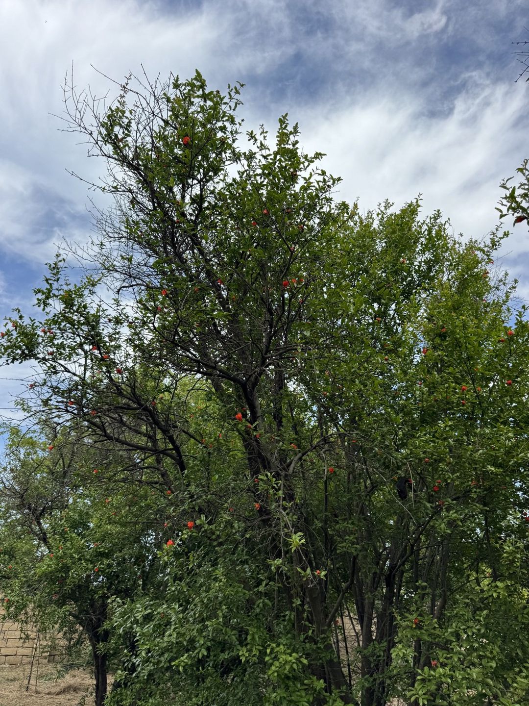 Satılır torpaq 3 sot — Torpaq, Bakı (3)